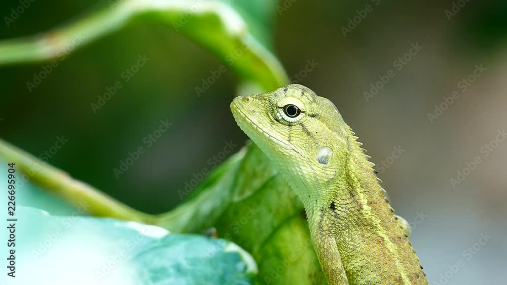 A little chameleon in the green leaves A little chameleon in the green leaves