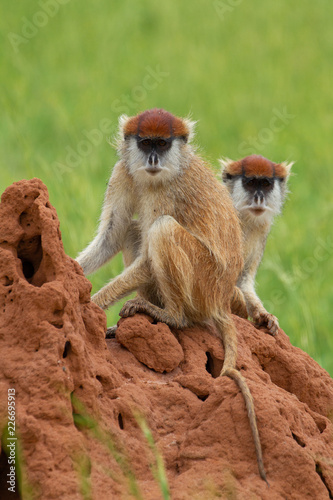 Patas Monkey