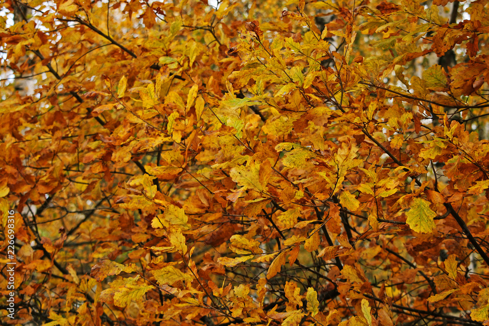Beautiful autumn forest. Yellow and red leaves on a tree Beautiful autumn forest. Yellow and red leaves on a tree