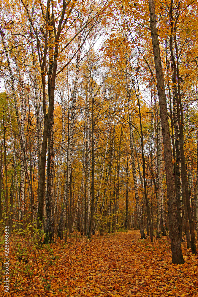 Beautiful autumn forest. Trees with yellow foliage