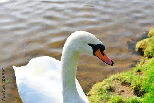 Closeup of white adult swan Cygnini floating on lake next to shore profile view in wildlife in autumn day.