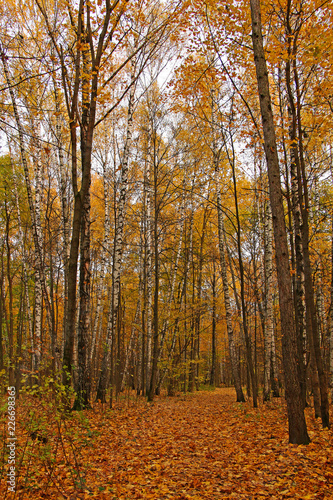 Beautiful autumn forest. Trees with yellow foliage