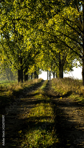 The path below the great old trees