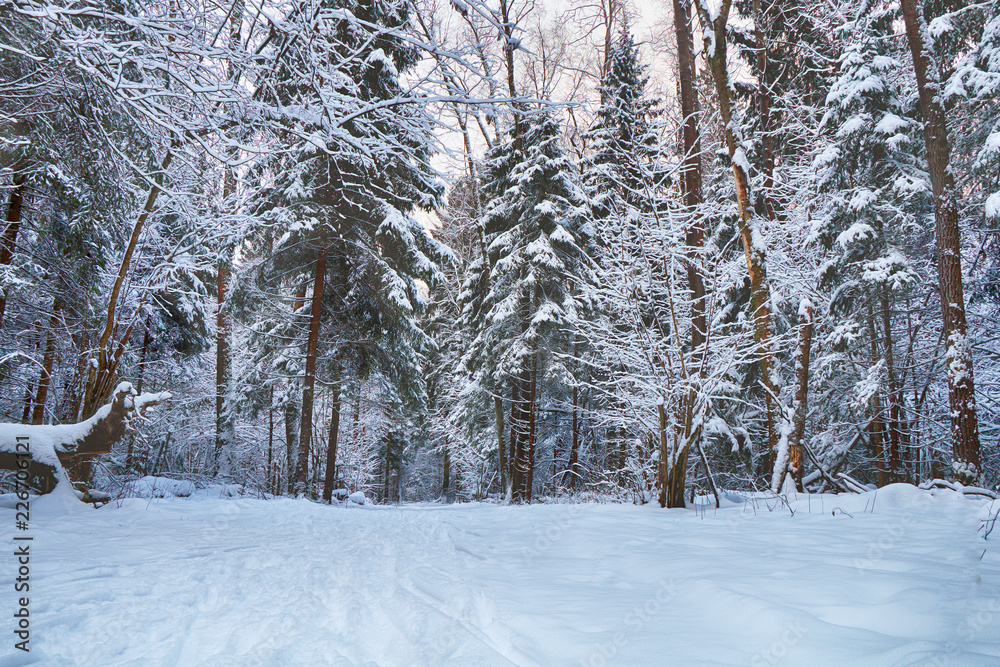 Fototapeta premium Beautiful winter forest after heavy snowfall