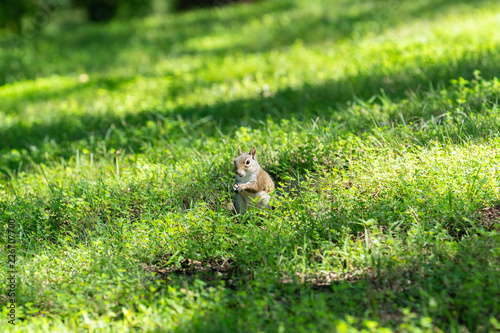 squirrel in grass © Silentwishers Photos