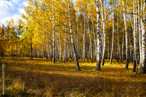 Beautiful autumn birch grove © Elena Blokhina