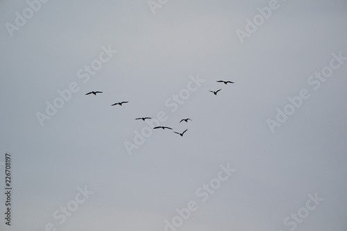 flock of birds flying in the blue sky © Silentwishers Photos