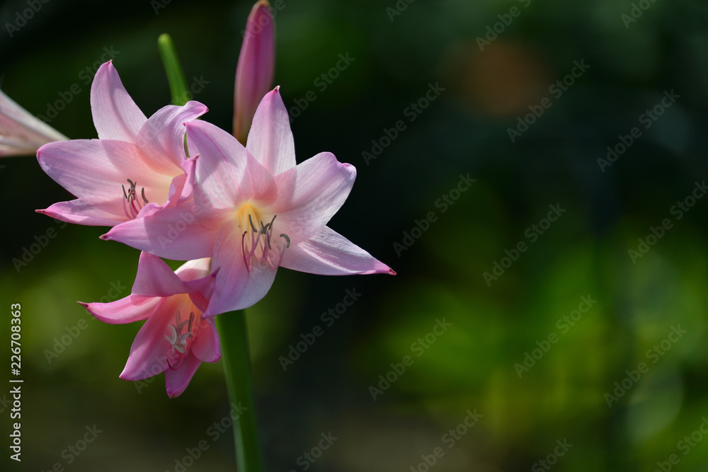 lily lily