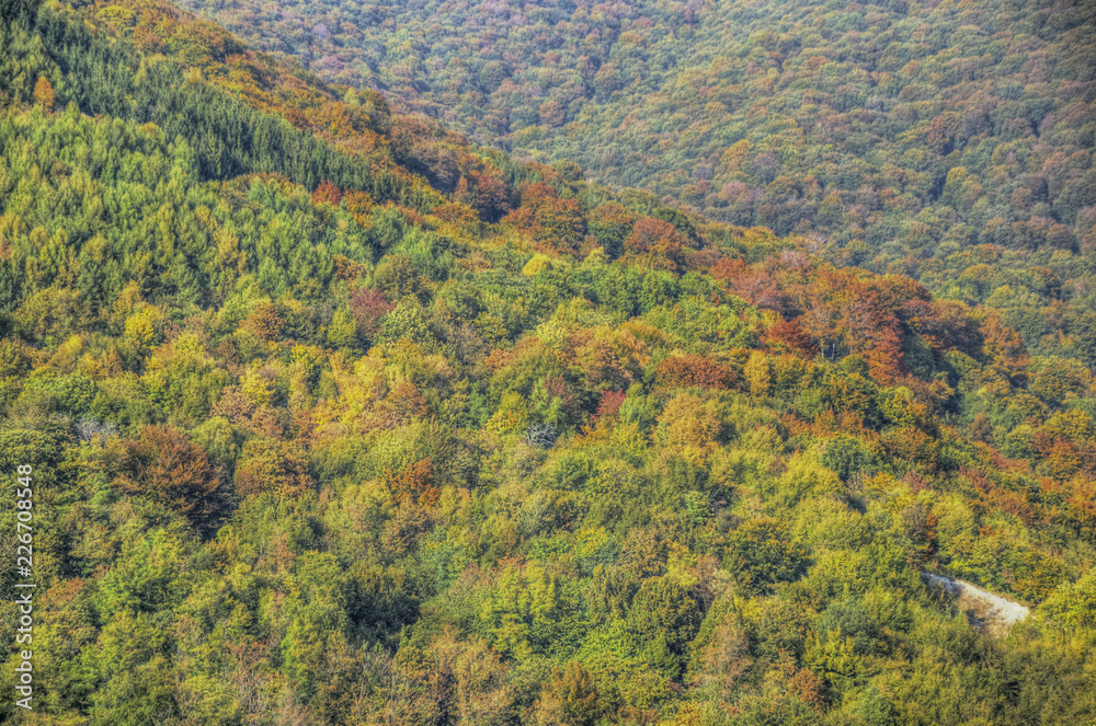Forest at the start of autumn Forest at the start of autumn