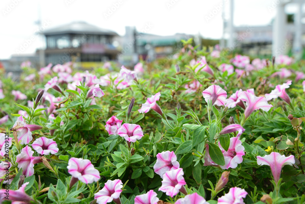 flower garden flower garden