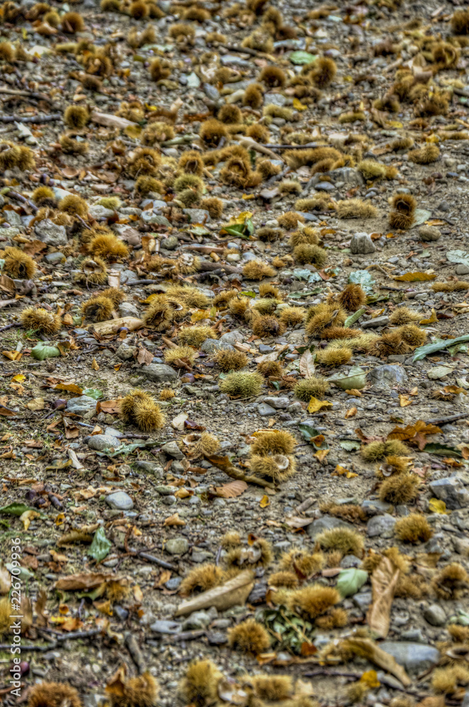 chestnuts on a footpath chestnuts on a footpath