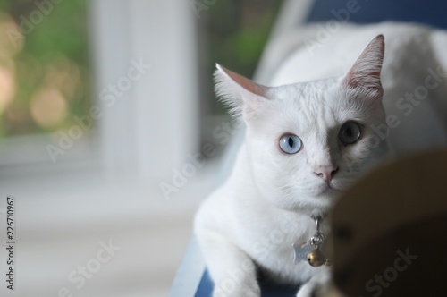 Fototapeta Naklejka Na Ścianę i Meble -  Siamese cat is the Thai domestic cat, very cute and smart pet in house, beautiful white cat and blue eye , pet in house concept.