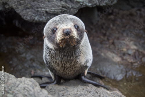 Cute fur seal pup resting on a rock