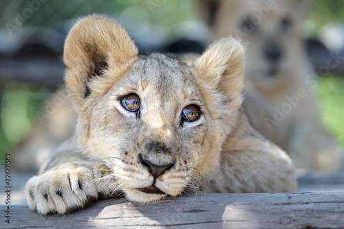Sleepy cute lion cub lying down on tree with other lion cubs, wildlife of Africa baby animals relaxing in Zimbabwe