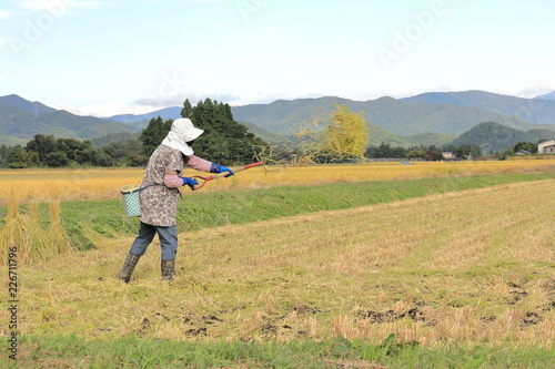 秋の収穫 稲刈り 作業をする女性 青空