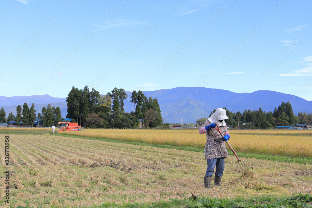 稲刈り　作業をする夫婦　秋　青空　収穫