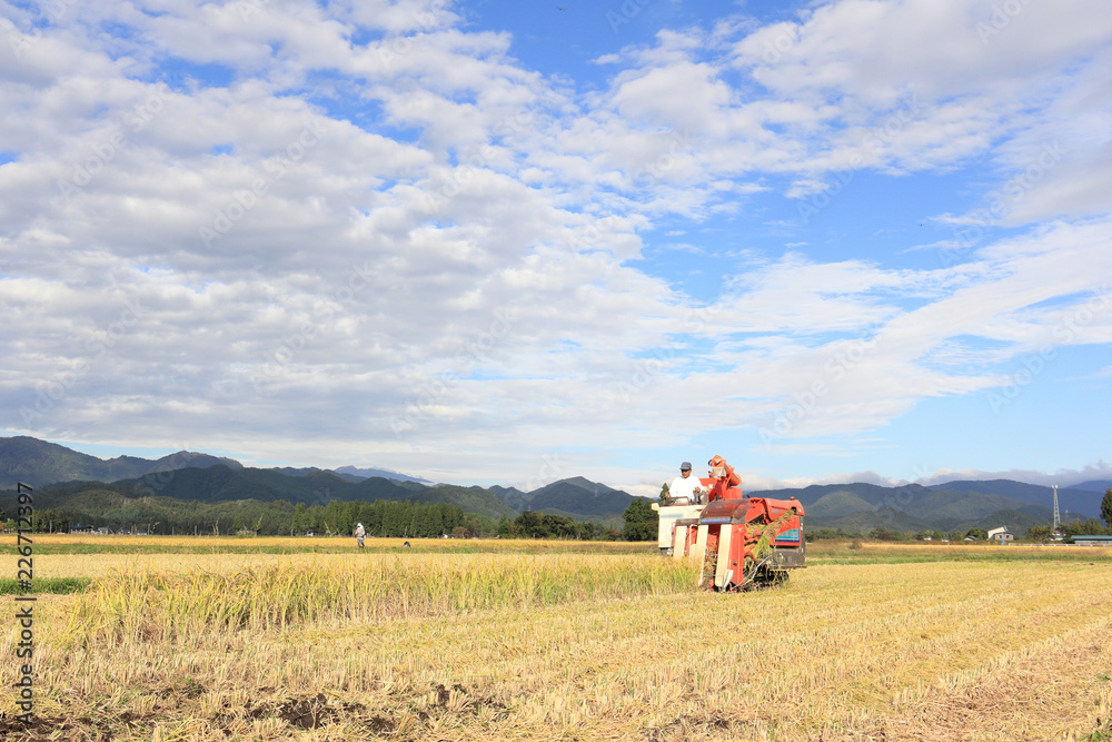 Obraz premium 稲刈り 作業をする男性 秋 収穫 青空
