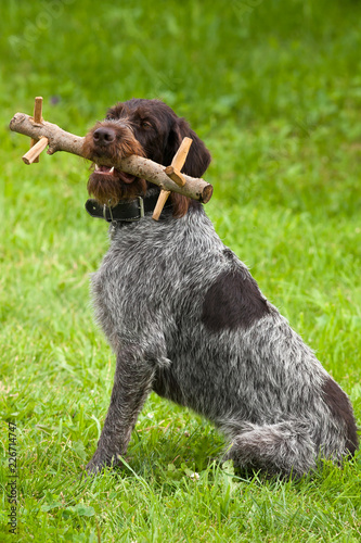 a hunting dog holds wooden dummy in his mouth