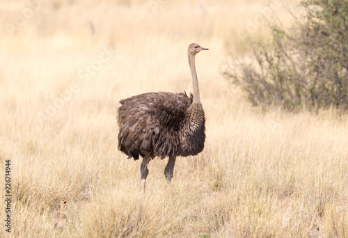 Ostrich walking in the Kalahari