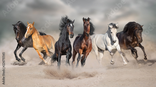 Fototapeta Naklejka Na Ścianę i Meble -  Horses run gallop free in desert dust against storm sky