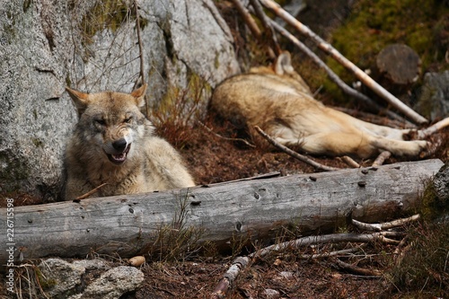 Fototapeta Naklejka Na Ścianę i Meble -  Eurasian wolf face to face in nature habitat in bavarian forest, dangereous and rare forest animals, european forest, canis lupus lupus