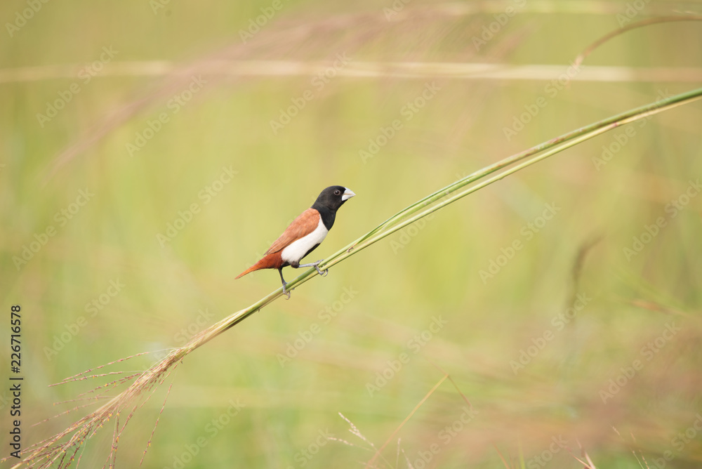 tricolor munia in a perch tricolor munia in a perch
