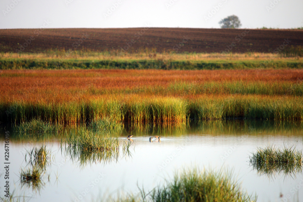 swamp with birds autumn season nature landscape swamp with birds autumn season nature landscape