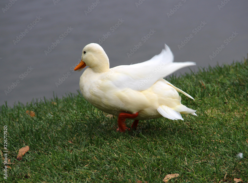 Wild white duck on grass of park