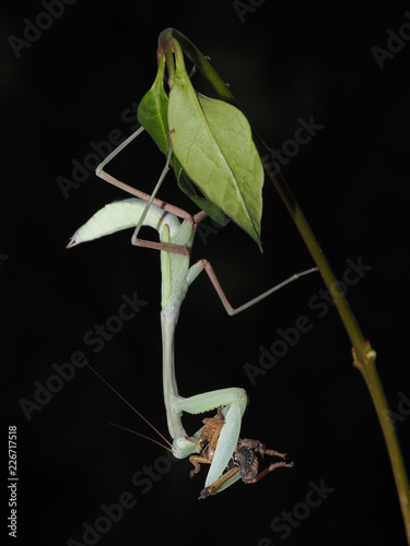 Indische Gottesanbeterin - Hierodula membranacea photo