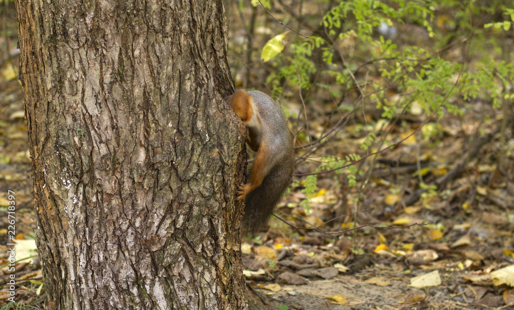 squirrel in the hollow tree