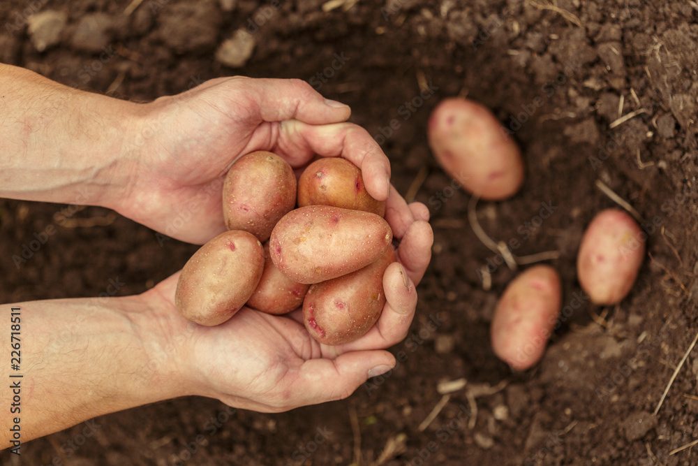 Hands harvesting fresh organic potatoes from soil Hands harvesting fresh organic potatoes from soil