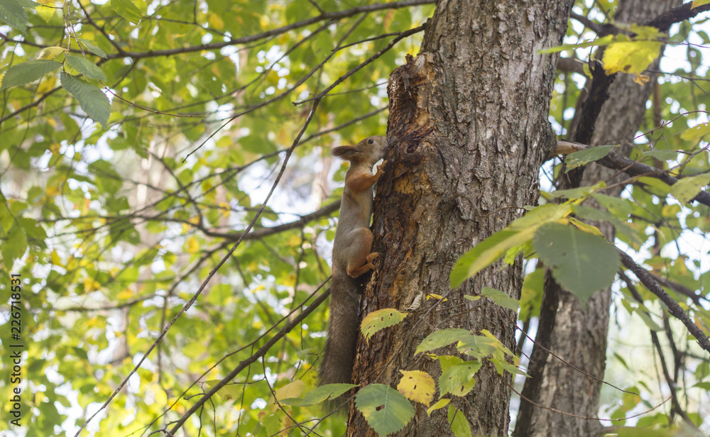 squirrel on a tree in the forest squirrel on a tree in the forest