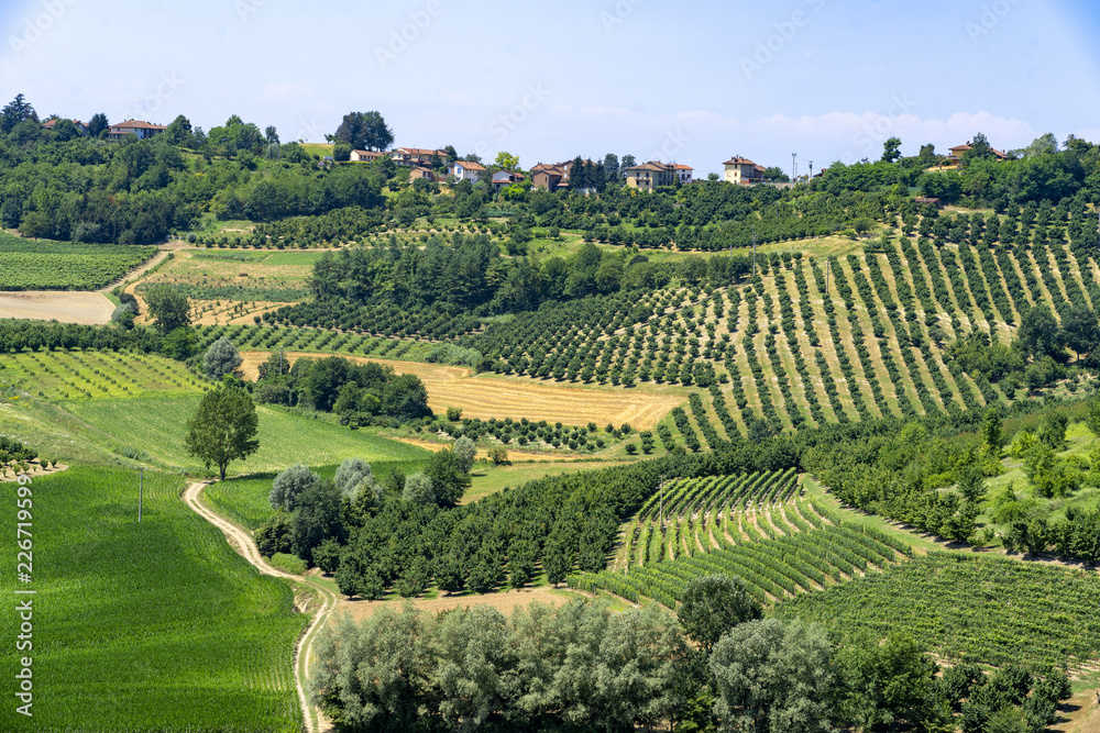 Vineyards near Govone, Asti, in Monferrato Vineyards near Govone, Asti, in Monferrato
