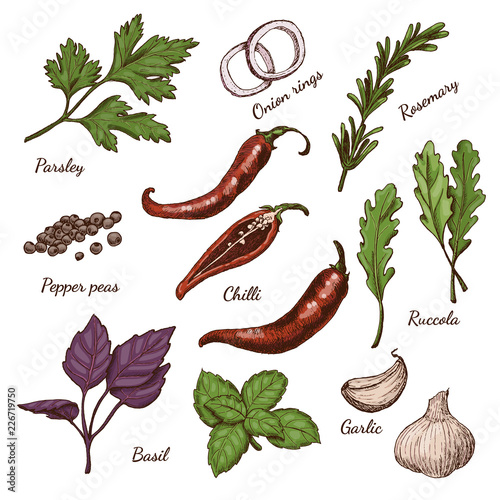 Vector set of different color spices and herbs in sketch style
