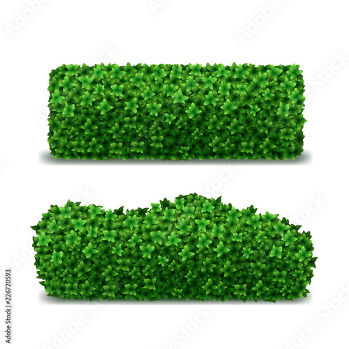 Realistic Detailed 3d Green Hedges Set. Vector