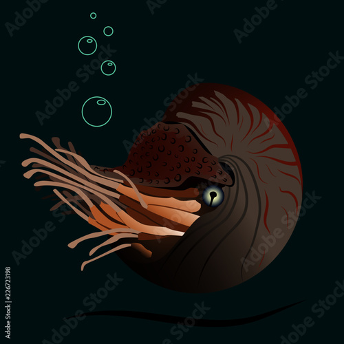 Nautilus pompilius