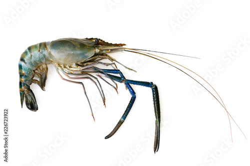 Image of fresh shrimp or lobster isolated on white background. Animal.  Food.
