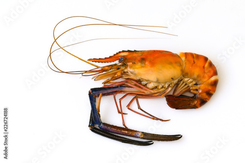 Image of red cooked prawn or lobster isolated on white background. Animal., Food.