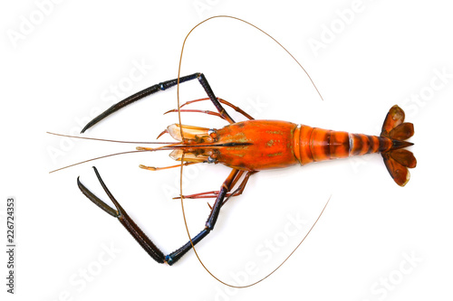 Image of red cooked prawn or lobster isolated on white background. Animal., Food.