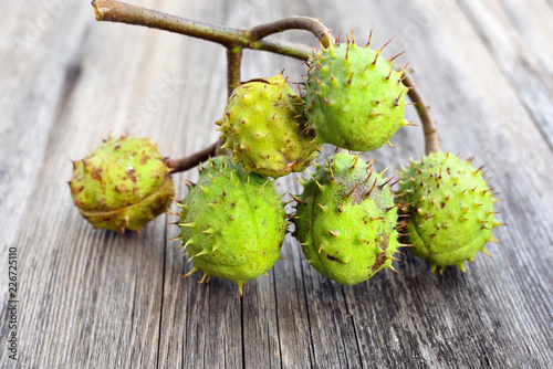Branch of chestnuts on old wooden background