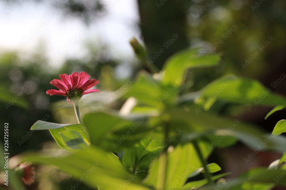 Zinnia flower and white bokeh on green background Zinnia flower and white bokeh on green background