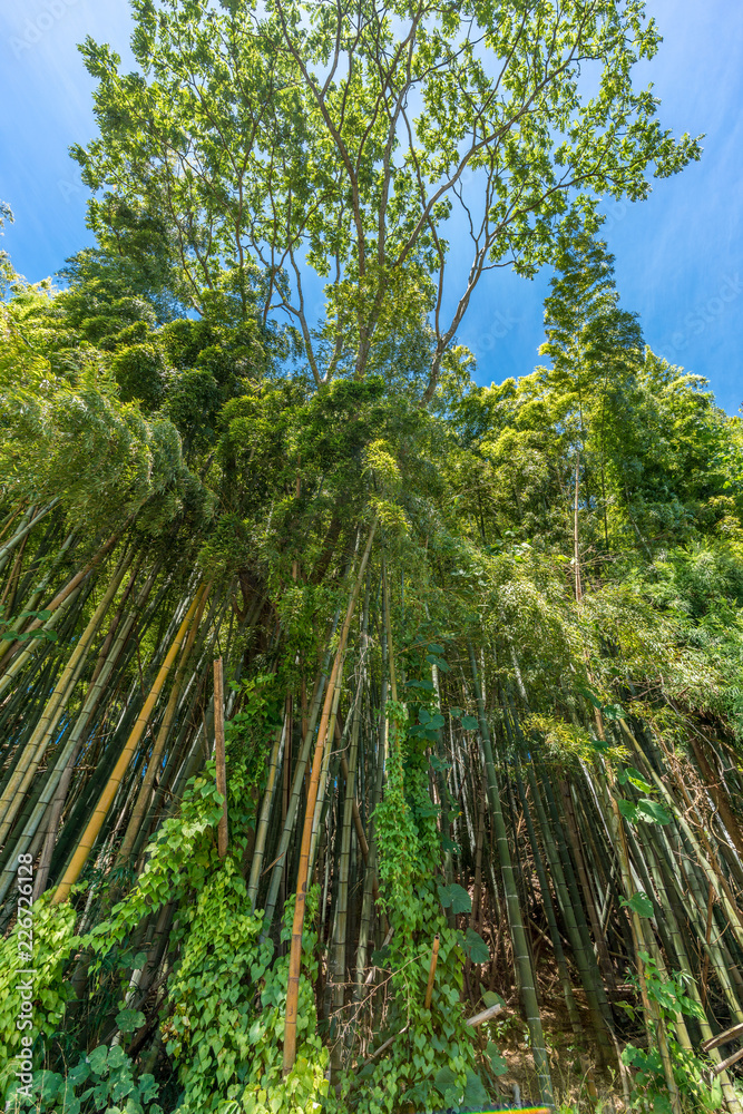 Obraz premium Bamboo grove with blue sky in Kanazawa, Ishikawa Prefecture, Japan