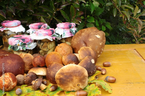 Jars with pickled mushrooms surrounded by freshly picked boletuses photo