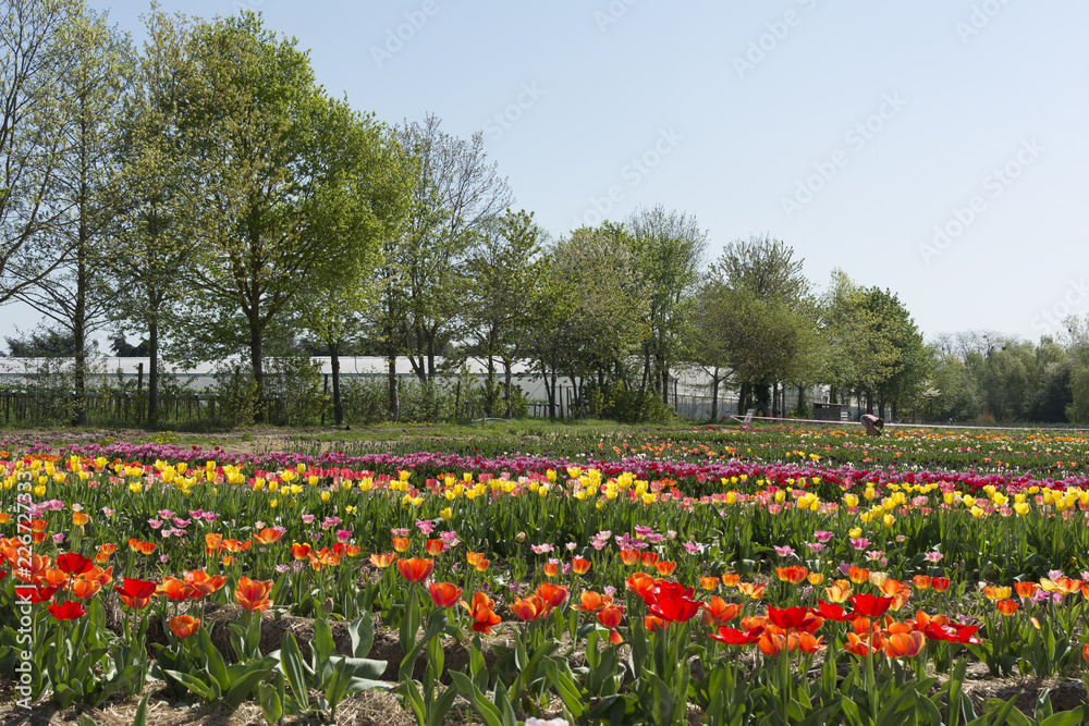 Fields of Tulips.