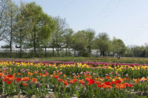 Fields of Tulips.