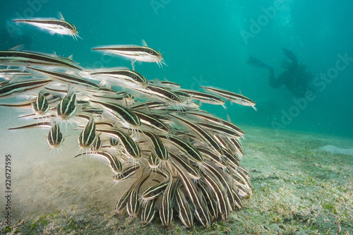 Plotosus japonicus