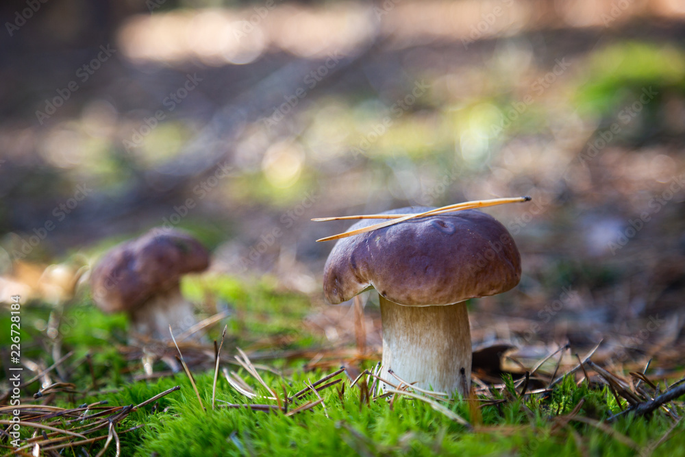 Fototapeta premium Boletus in a pine forest. Moss. Mushroom hike