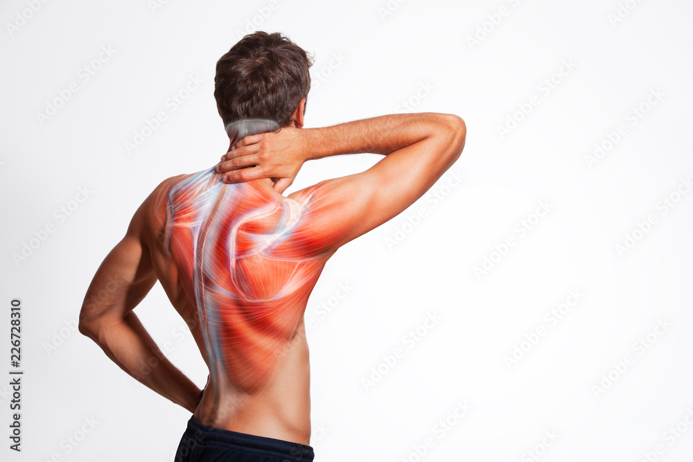Man's back muscle and body structure. Human body view from behind isolated on white background. - obrazy, fototapety, plakaty 