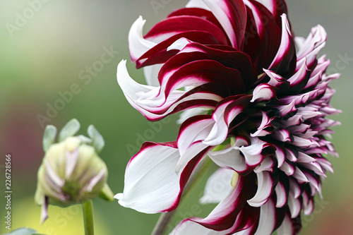 Dahlias