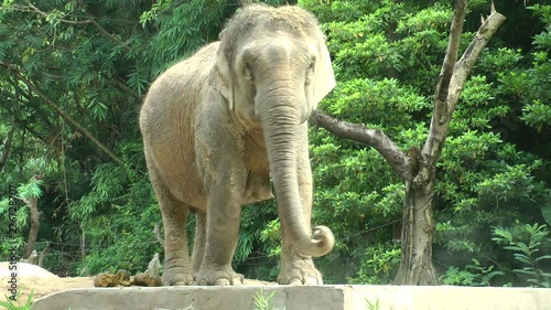 Elephant in zoo photo